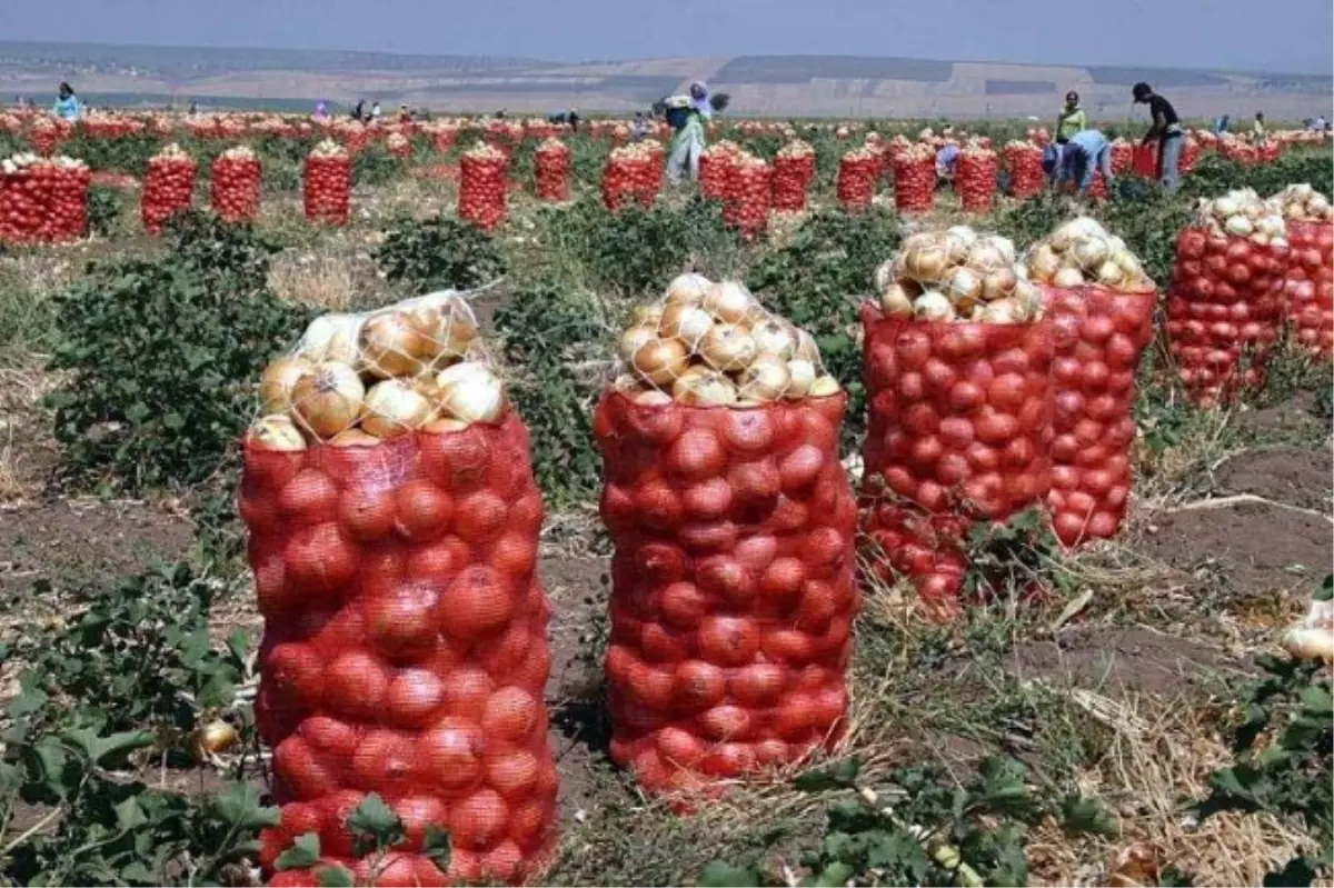 Mevsimlik Tarım İşçilerinin Zor Mesaisi