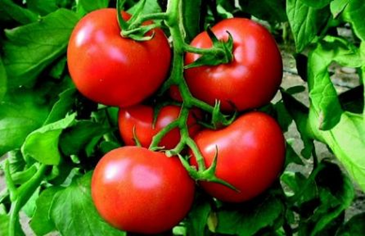 \'Ninelerimizin" Yediği Domatesi Üretti