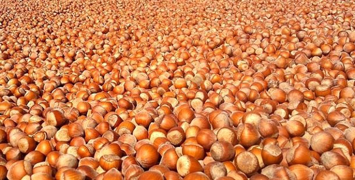 Ordu\'da Tahmini Fındık Rekoltesi Açıklandı