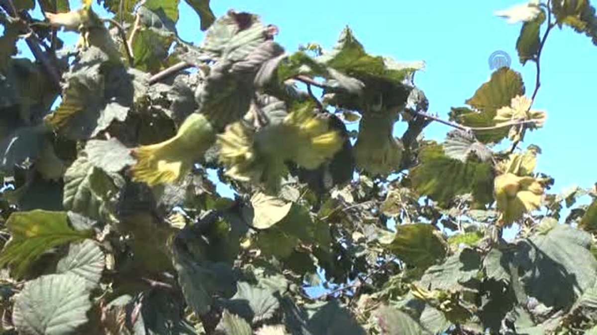 Ordu\'da tahmini fındık rekoltesi açıklandı