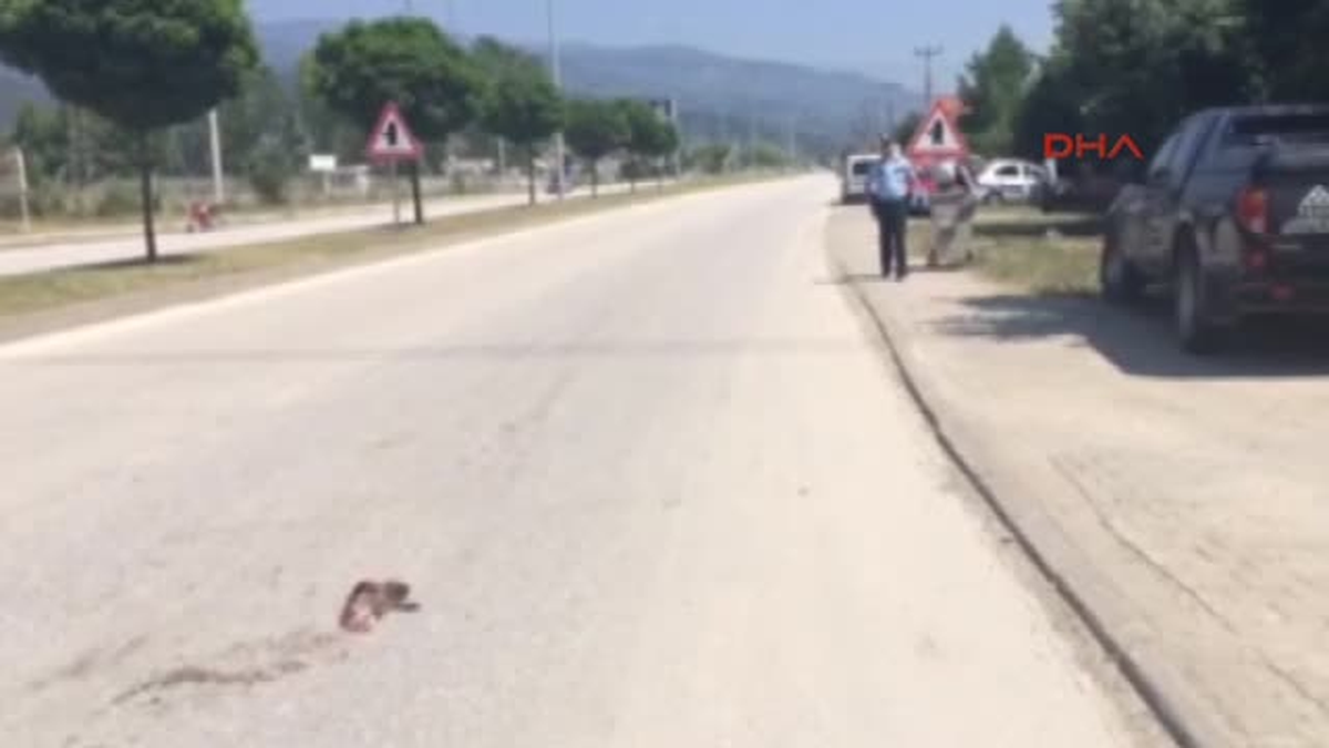 Sincaba Çarpmamak İçin Direğe Çarptı