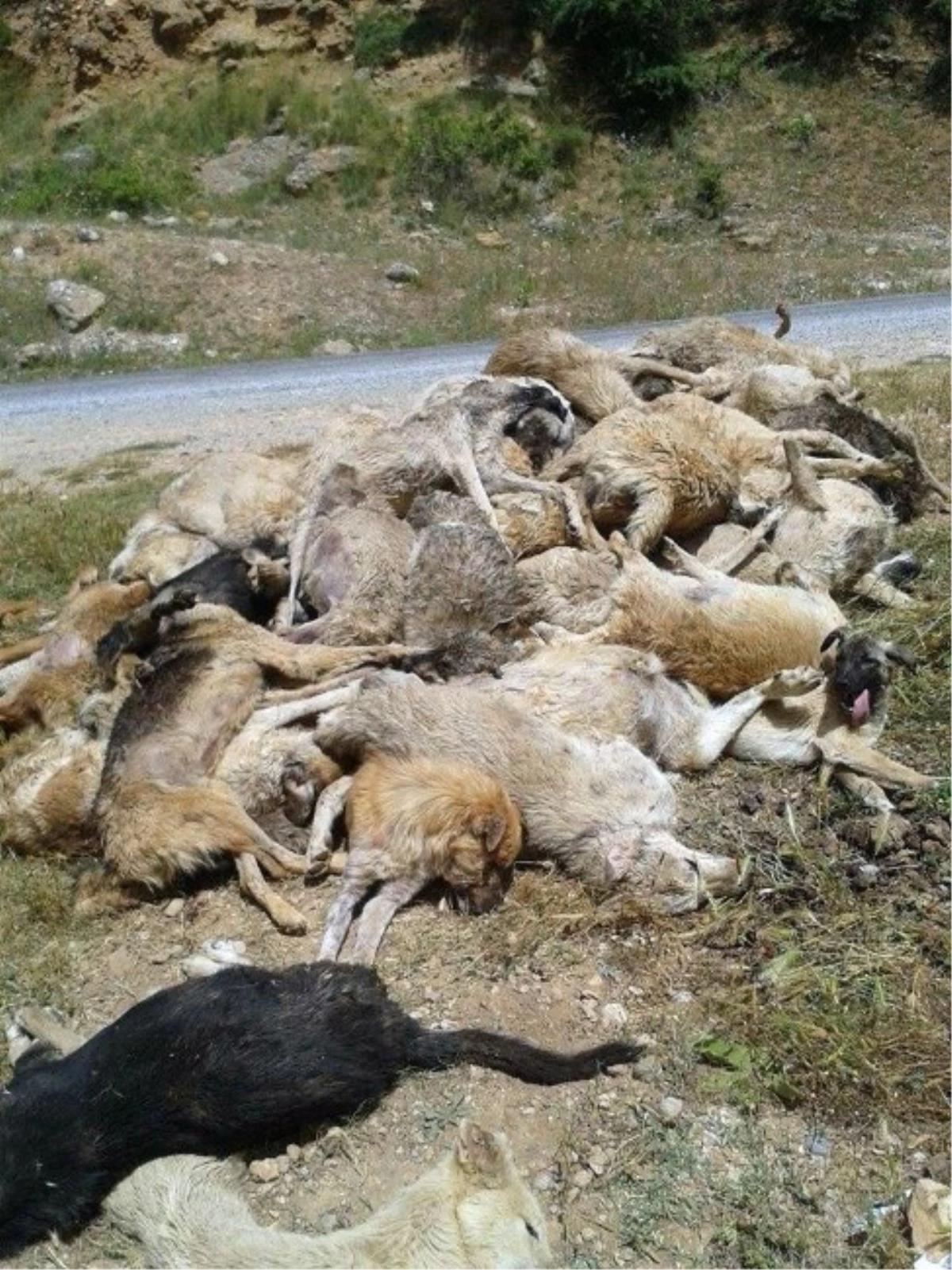 Tarsus\'ta 23 Köpek Ölüsü Bulundu