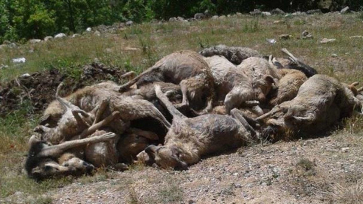 Tarsus\'ta Köpek Katliamı