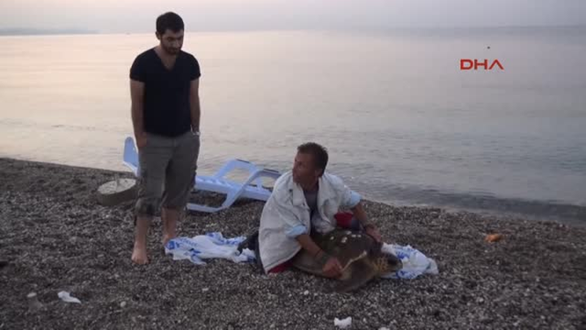 Antalya\'da Sahile Çıkan Caretta Caretta Cinsi Deniz Kaplumbağasını Çuvala Koyup Götürmeye Çalışan...