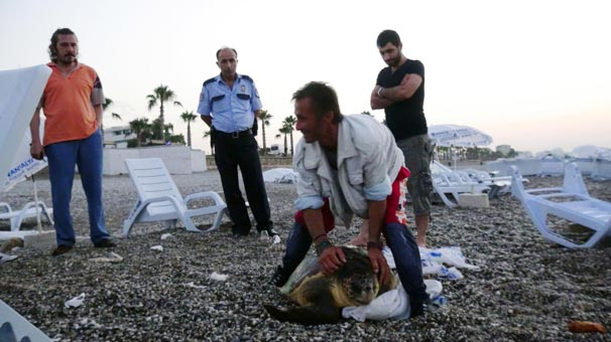 Caretta Caretta\'yı Çuvalla Götürürken Yakalandı