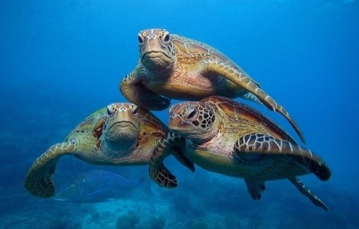 Caretta Carettalar Gönüllülere Emanet