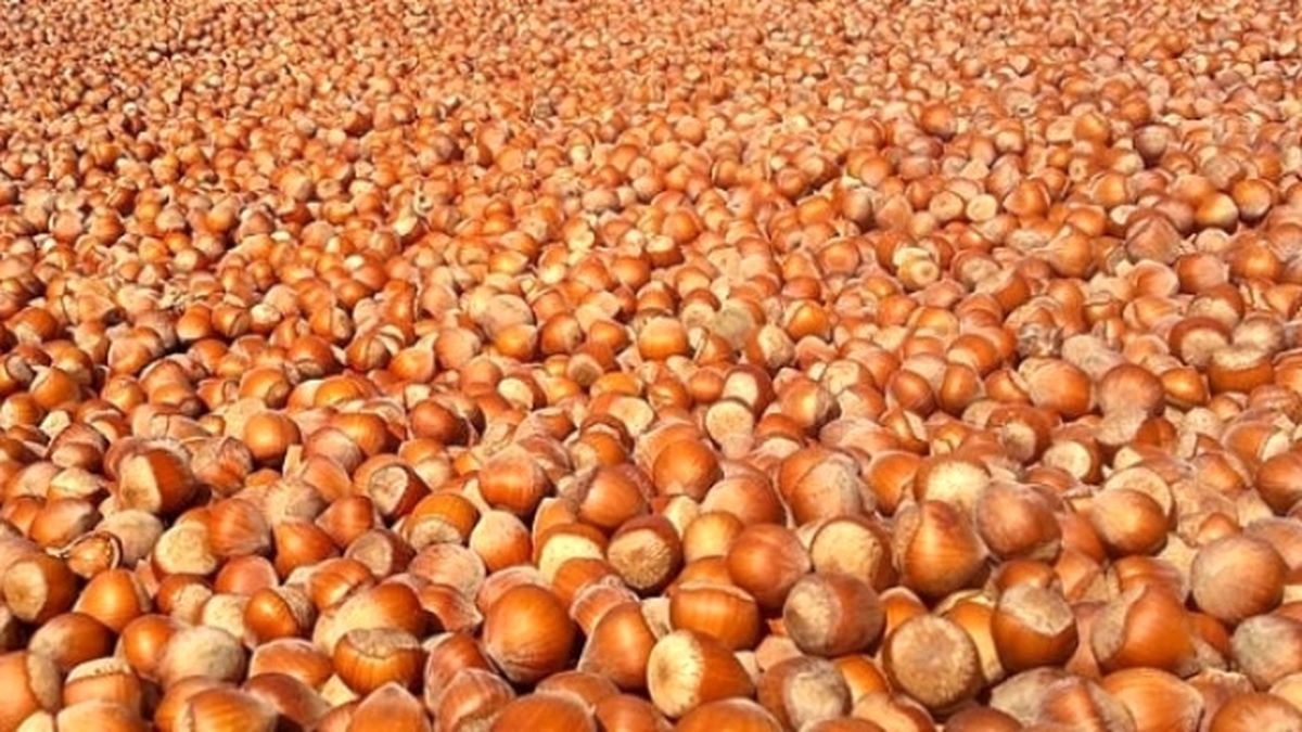 Giresun\'da Tahmini Fındık Rekoltesi 24 Bin 456 Ton
