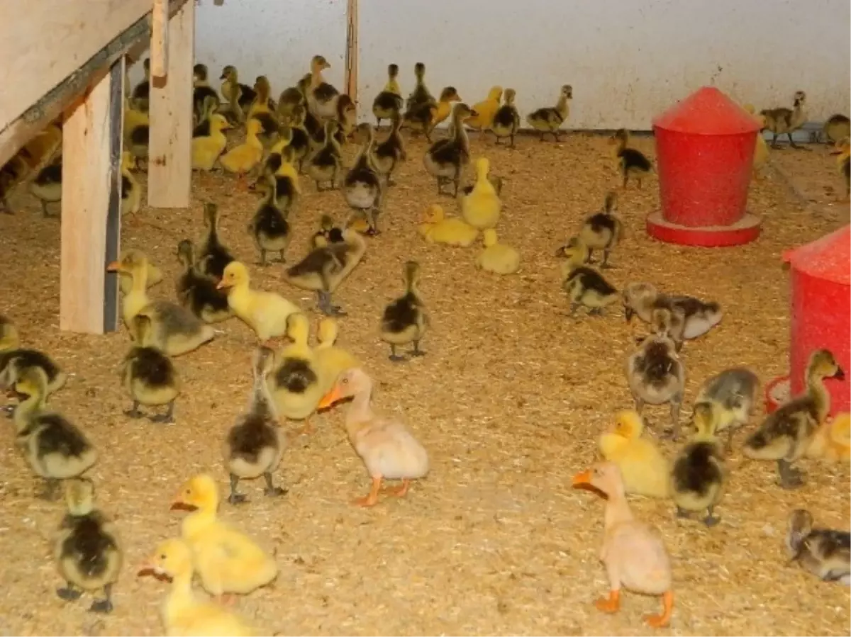 Kars ve Ardahan'ın Kaz İlgisi