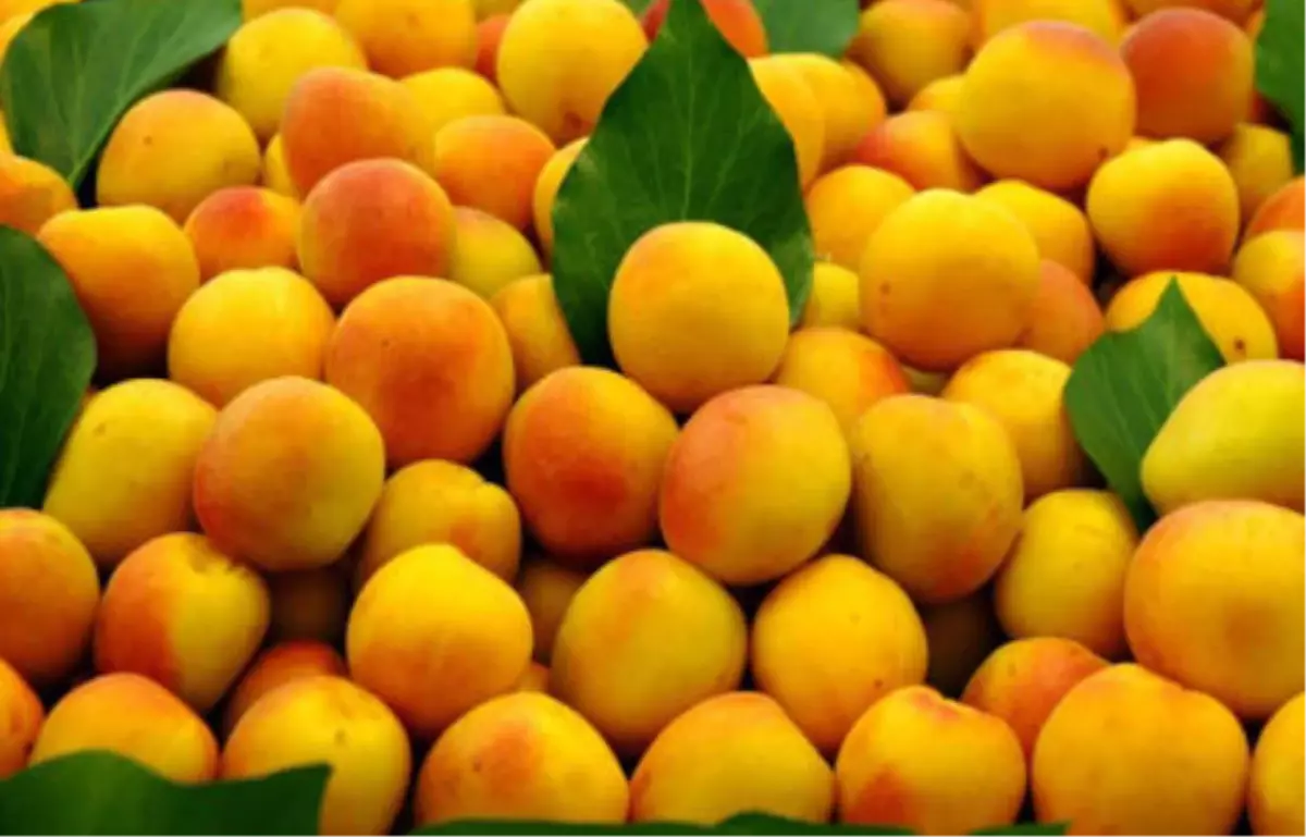 Kayısı Fiyatları İki Kat Arttı