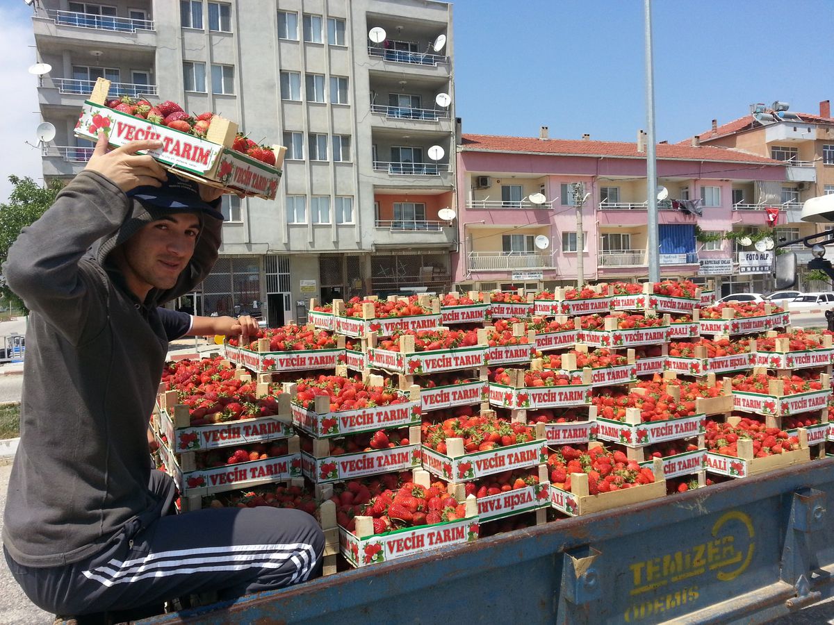 Köprübaşı Çilek Üretimiyle Yurtdışına Açıldı