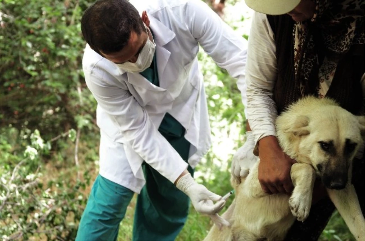 Mamak\'ta Kuduz Aşısı Kampanyası Başladı