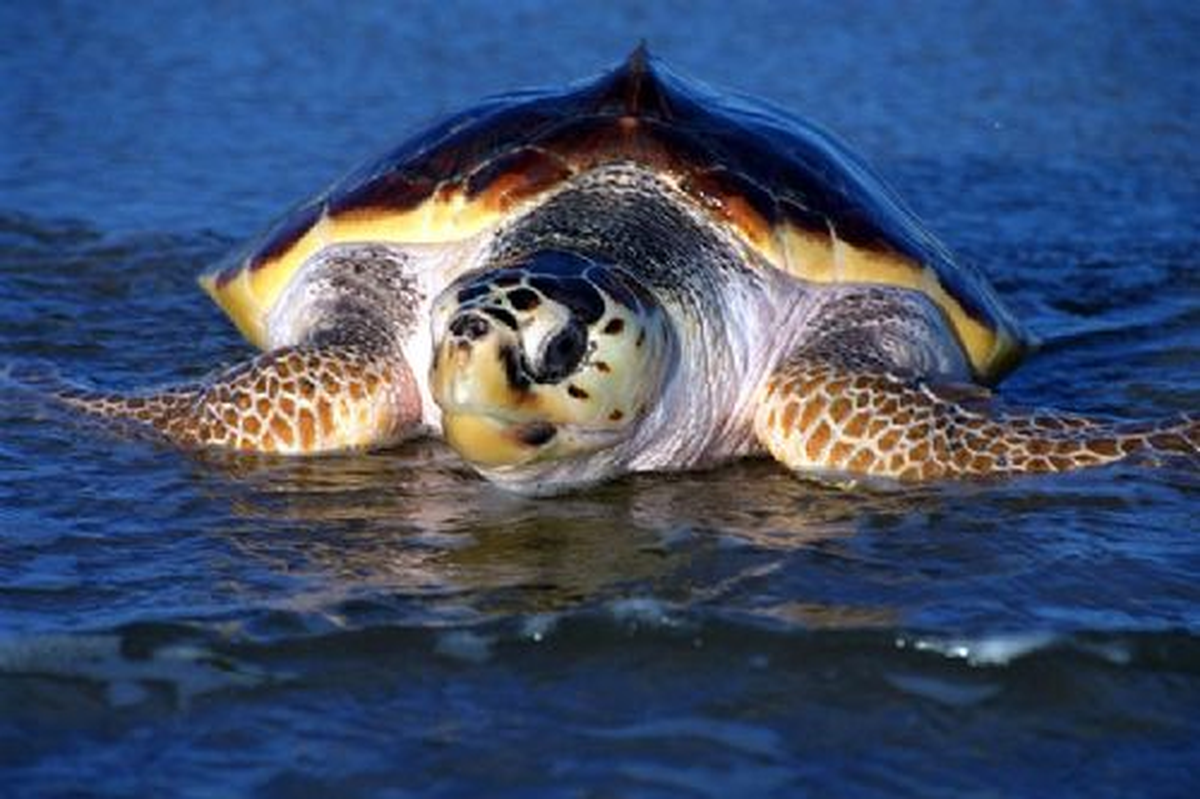 Antalya\'da Beş Yıldızlı Caretta Caretta Yuvaları