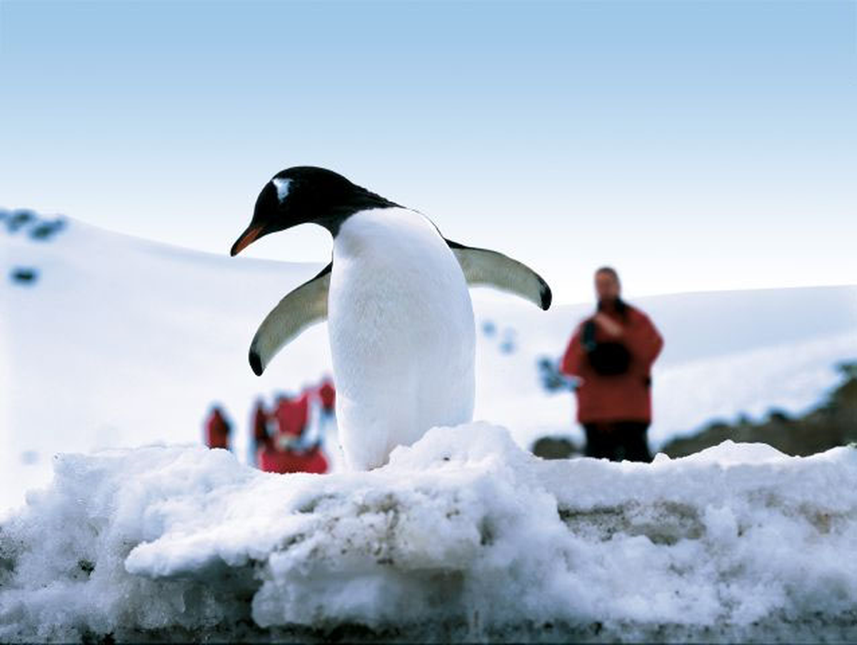 Penguen Nüfusu Büyük Tehdit Altında