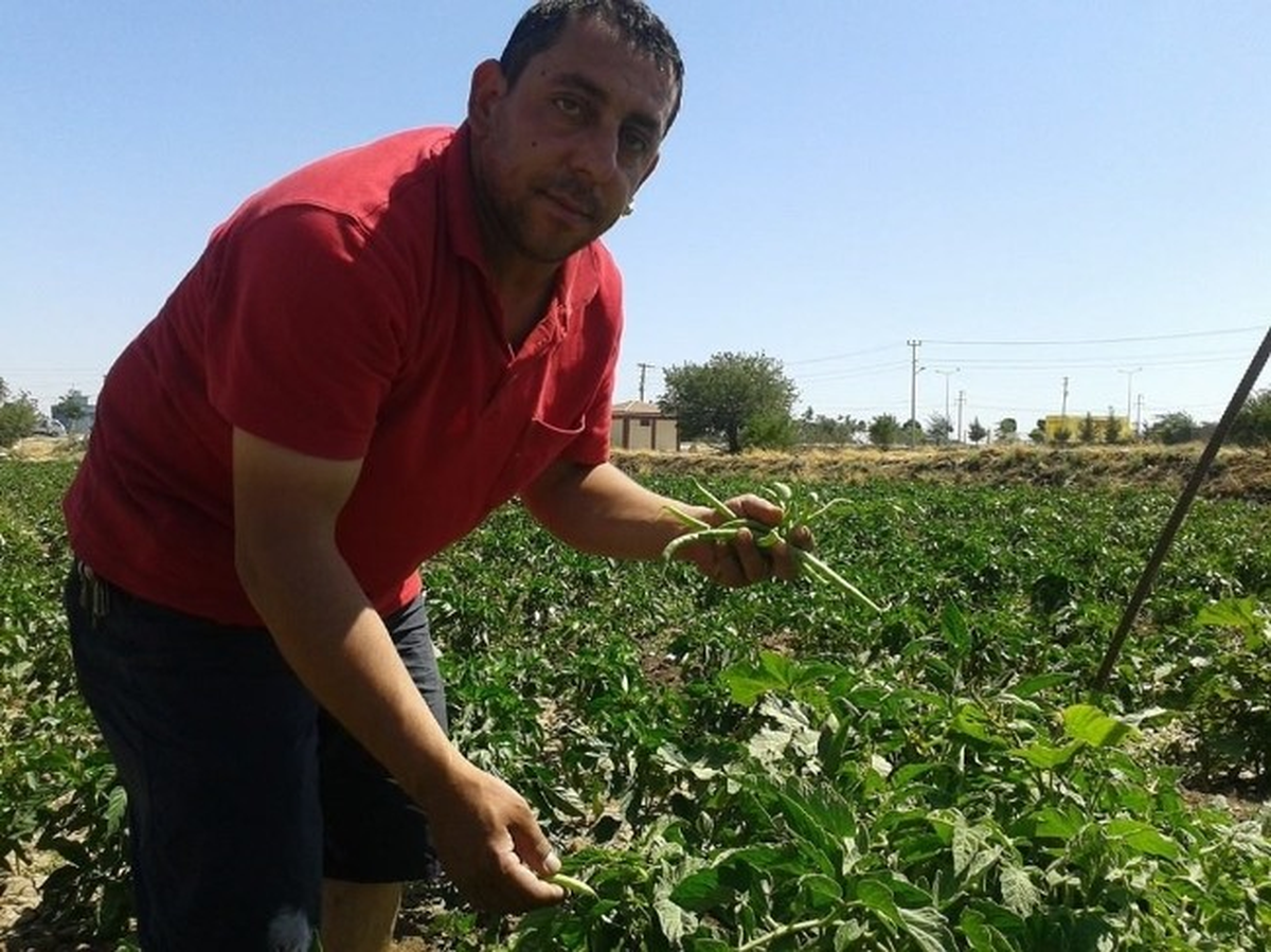 Kilis\'te Yerli Mahsul Ürünler Çıktı