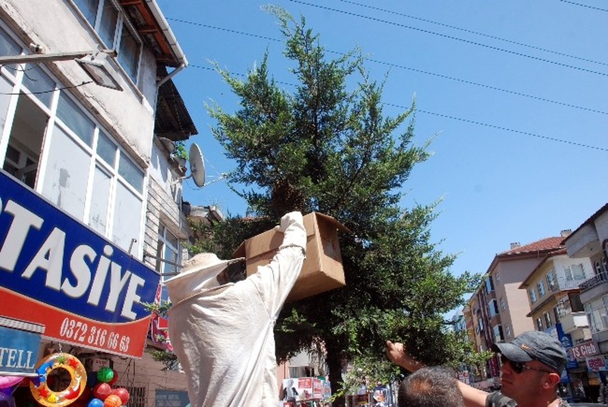 Ereğli\'de Şehir Merkezini Arılar Sardı