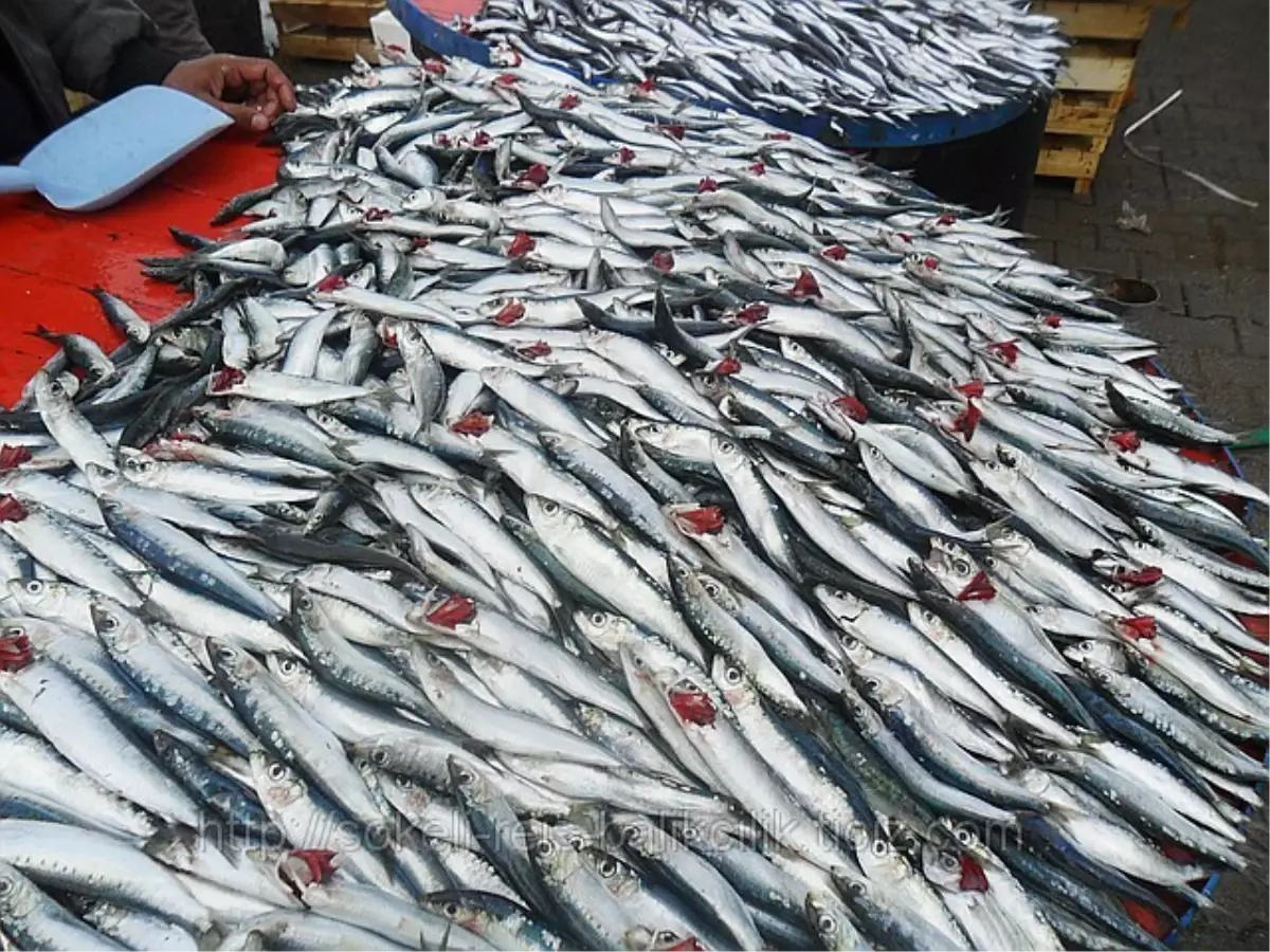 Balıkçılıktaki Potansiyel İyi Değerlendirilmeli