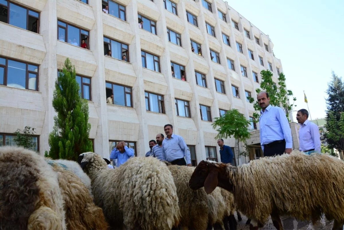 Belediye Önünde Koyunlu Eylem