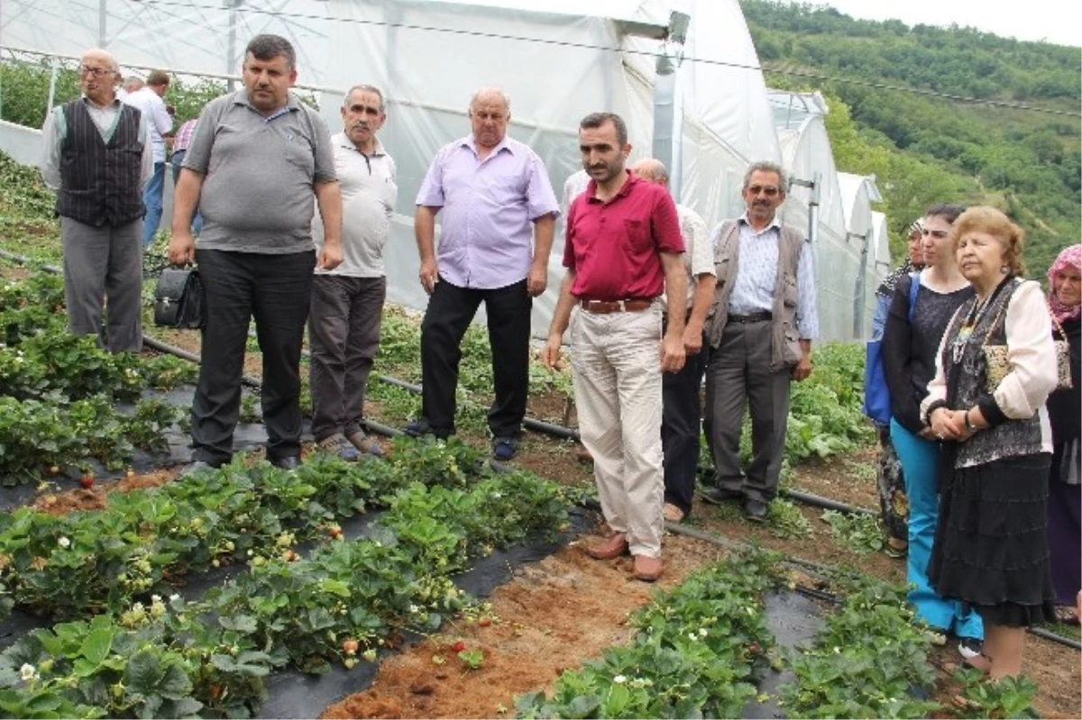 Çilek Fındıktan 5 Kat Daha Fazla Gelir Getiriyor