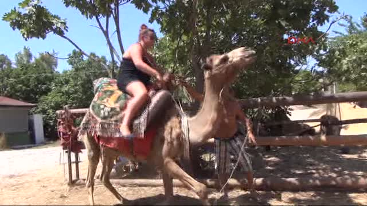 Muğla\'nın Fethiye İlçesi\'nde, Deve ve At Safari Turlarına Katılan Turistler, Tarihi Kayaköy\'ü Gezip...