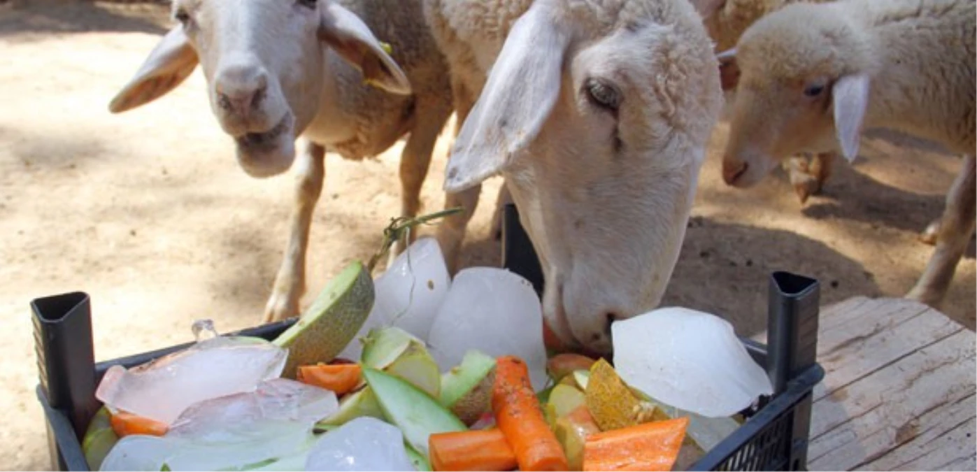 Sıcaktan Bunalan Hayvanlara "Buzlu Meyve"