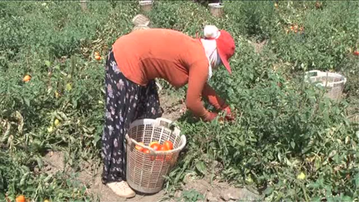 Tarım İşçileri 40 Dereceyi Bulan Sıcakta Oruç Tutuyor