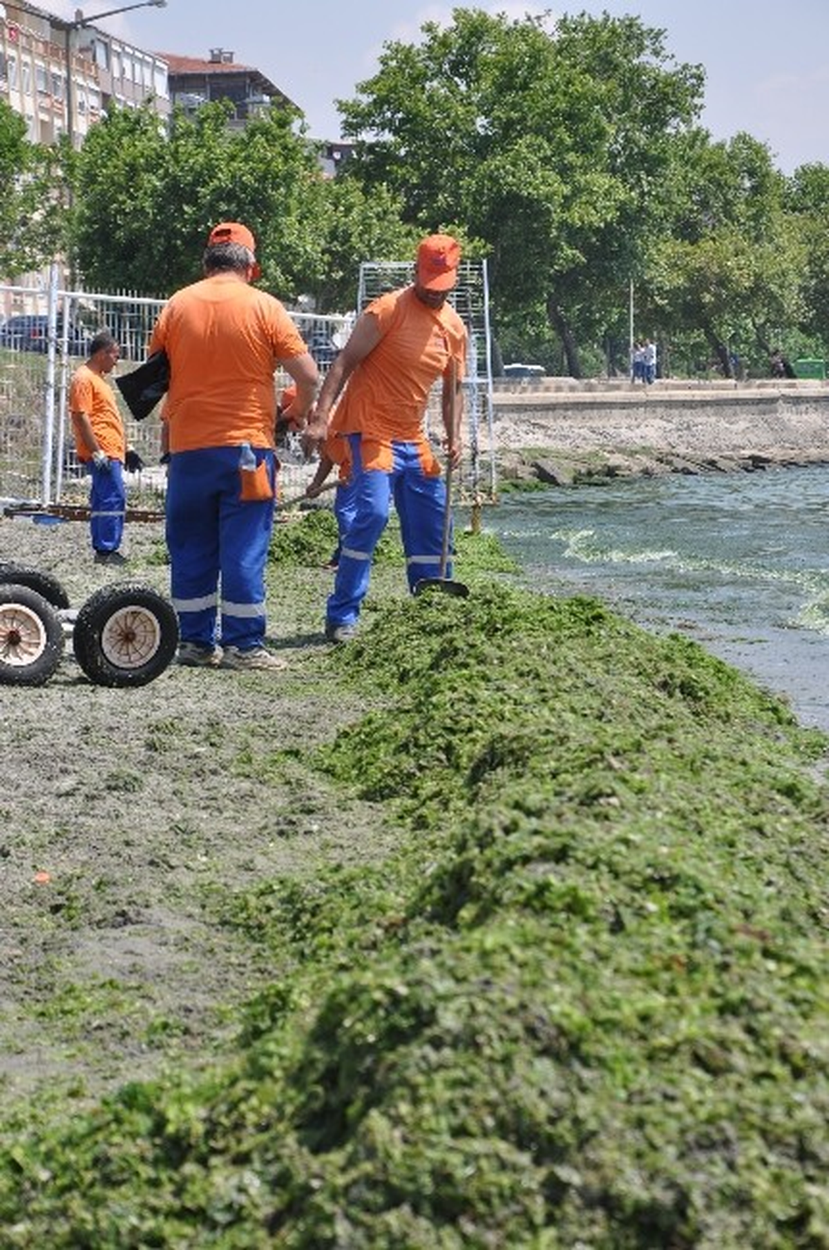 Tekirdağ Sahiline Vuran Yosunlar Temizleniyor