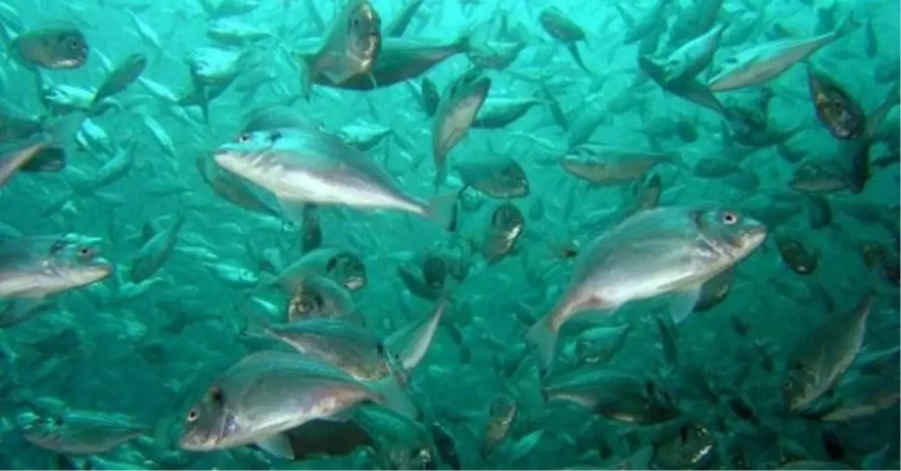 Tzob Başkanı Bayraktar: Balıkçılıktaki Potansiyel İyi Değerlendirilmeli