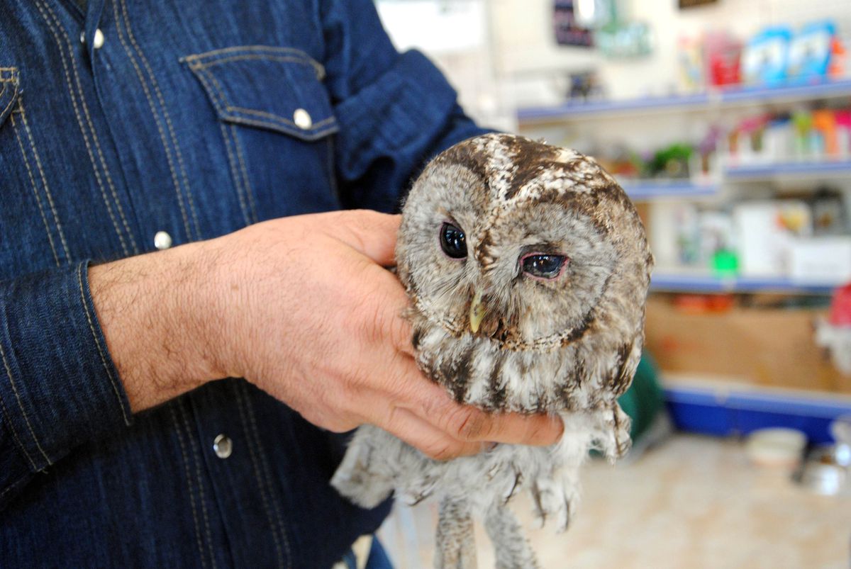 Yaralı Baykuş Veterinere Emanet