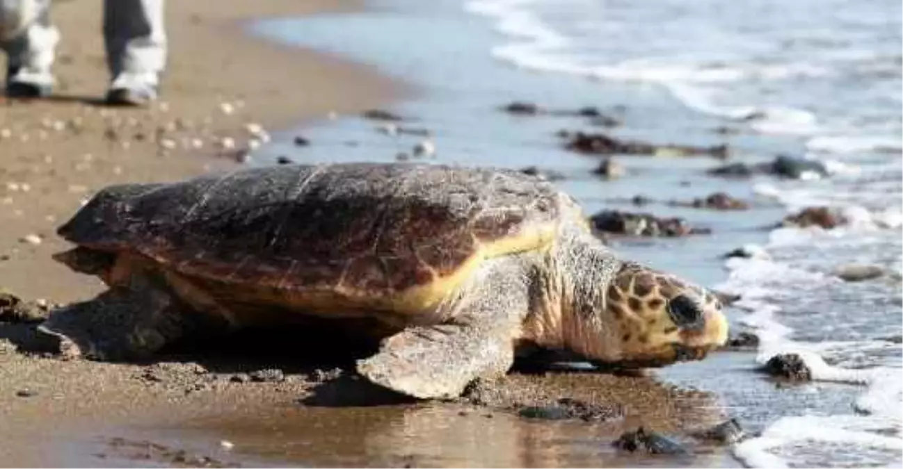 Bakımı Tamamlanan "Caretta Caretta" Denize Bırakıldı