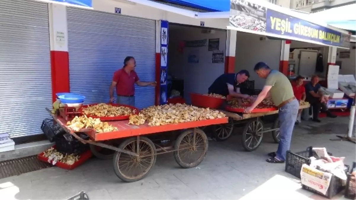 Giresun\'da Balık Tezgahlarının Yerini Mantar Tezgahları Aldı