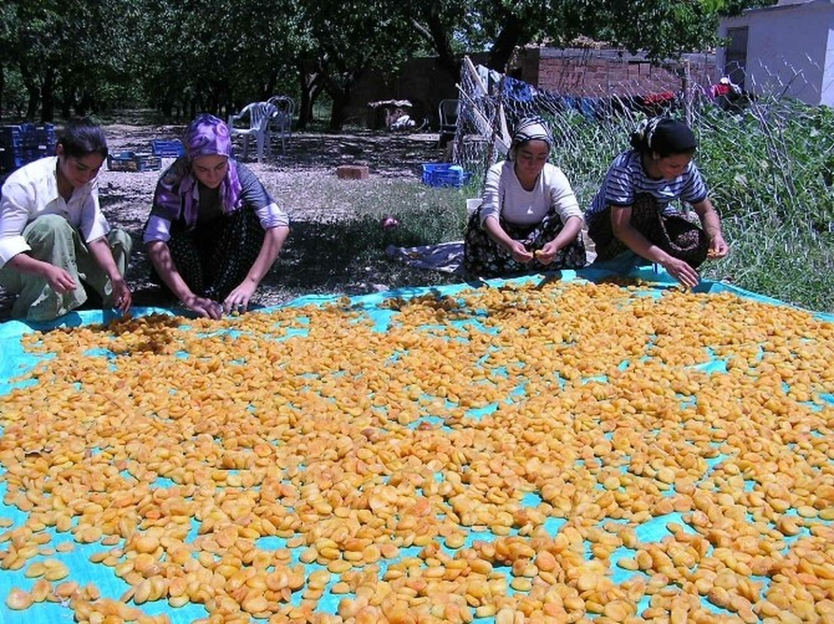 Kayısı İşçiliği Ücreti Geçen Yıla Göre 4 TL Arttı