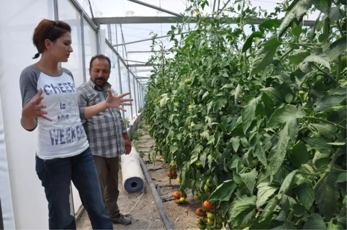 Tar-Gel Projesi Çiftçinin Gelirini Katladı