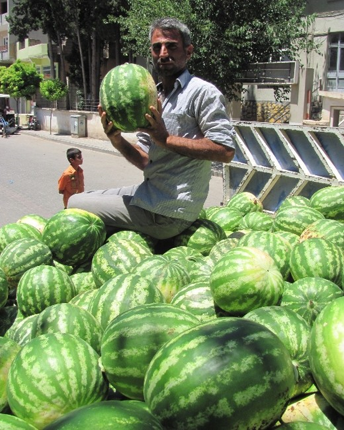 Araban Baklavası Olarak Bilinen Meşhur Araban Karpuzu Yetişti
