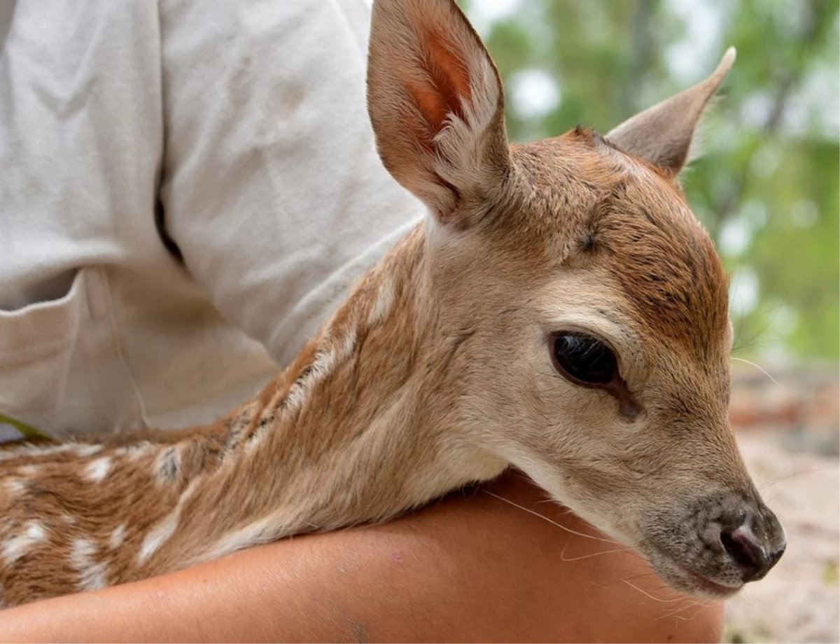 İzmir\'deki İlk Alageyik Yavrusu Doğal Yaşam\'ın "Bambi"si