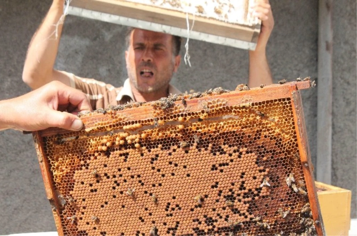 Sivrice\'deki Arı Kovanlarının Kaldırılması Kararına Tepki
