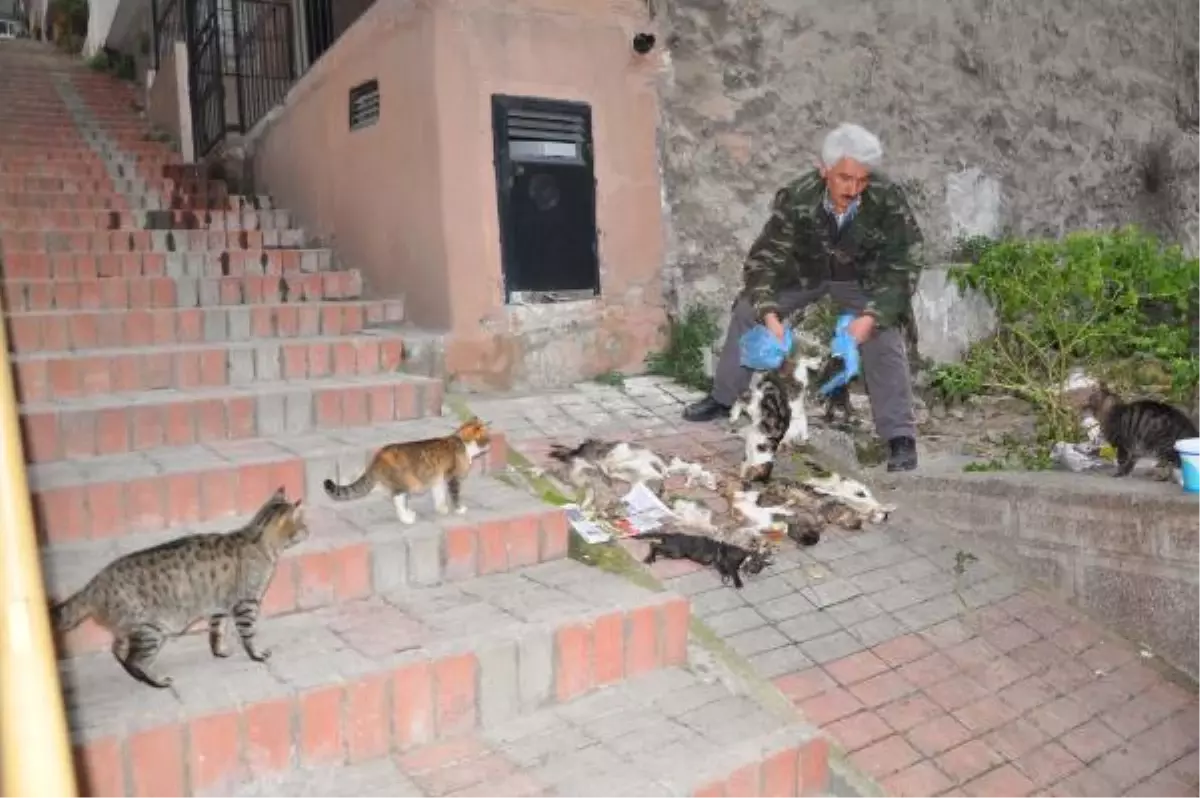 İzmir\'de Sokak Hayvanları Zehirlendi