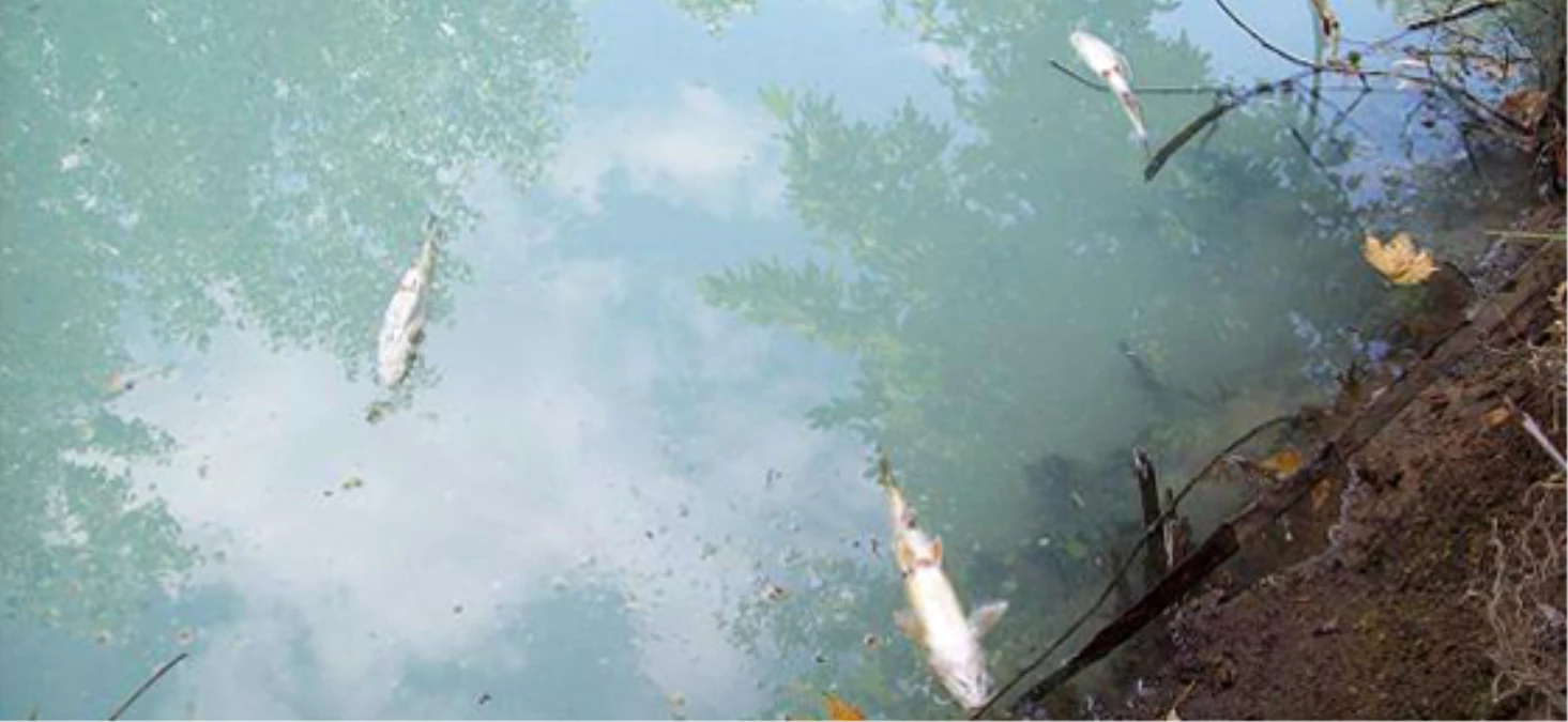 Biga\'da balık ölümleri -