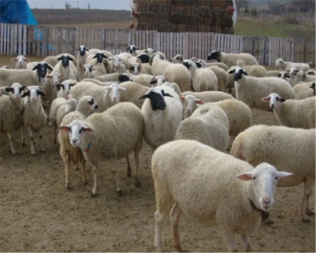 Hayvanları Çalan Hırsızlar Çobanı Öldürdü