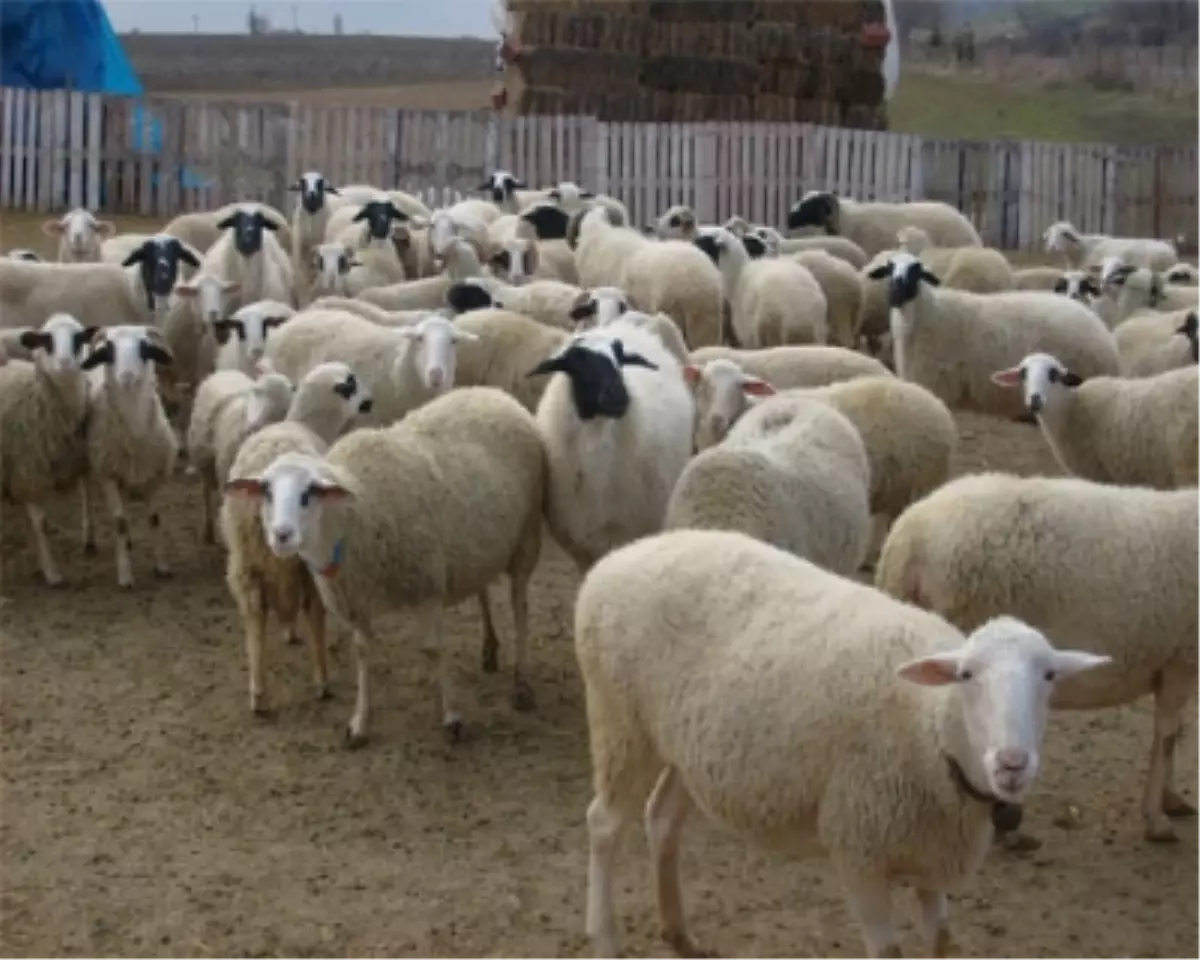 Hayvanları Çalan Hırsızlar Çobanı Öldürdü