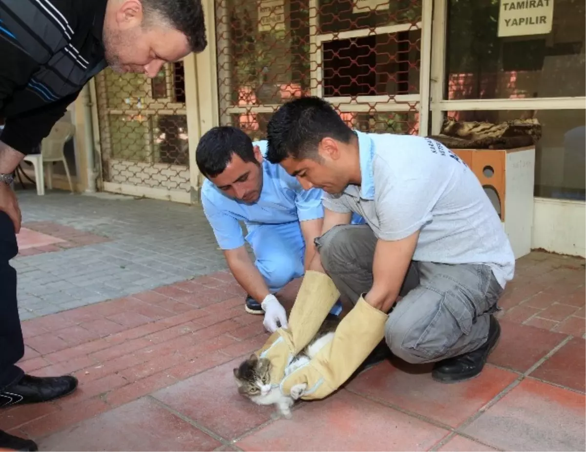 Sokak Hayvanları Kuduza Karşı Aşılandı