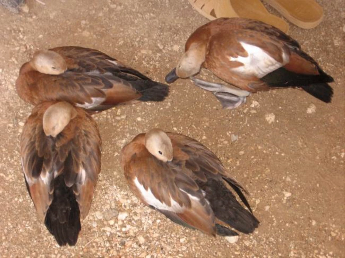 Yaralı Angut Kuşuları Tedavi Altına Alındı
