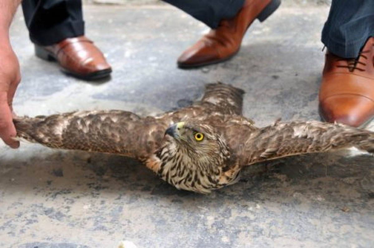Afşin\'de Yavru Şahine Sahip Çıktı