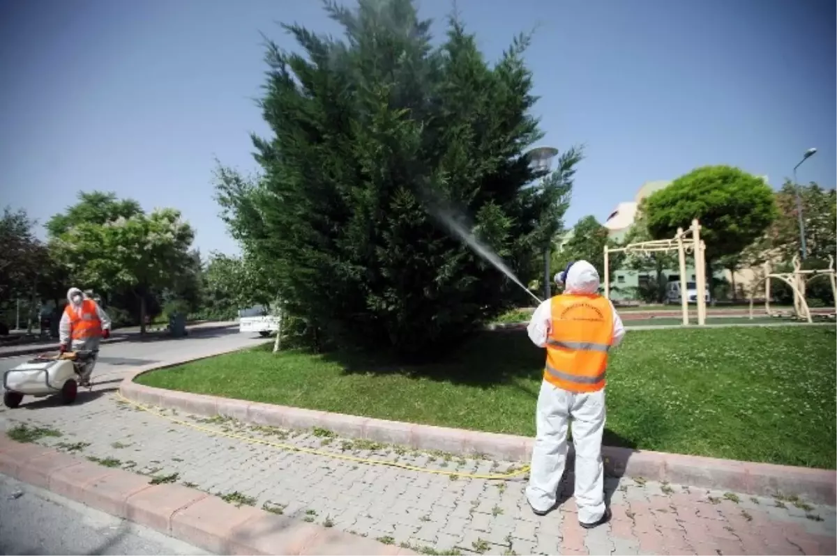 Yenimahalle Belediyesi Haşerelere Savaş Açtı