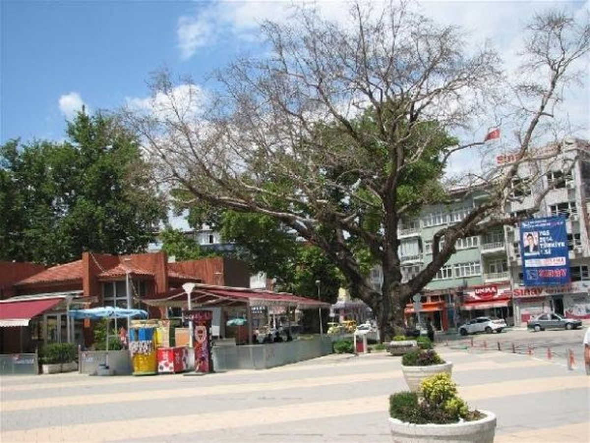 Kestel\'de 280 Yıllık Tarihi Çınar Kurudu