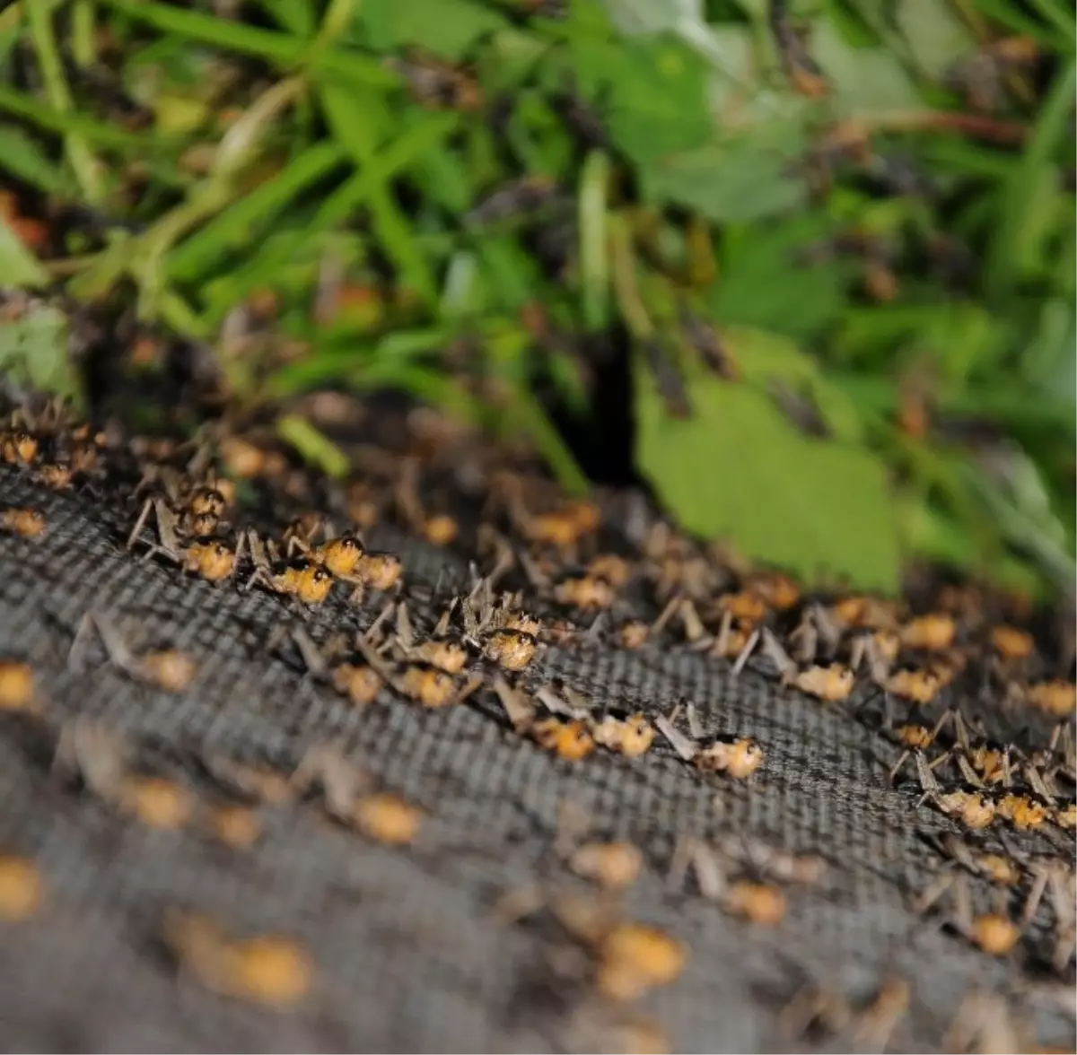 Antalya\'dan Dünyaya Çekirge Satıyor