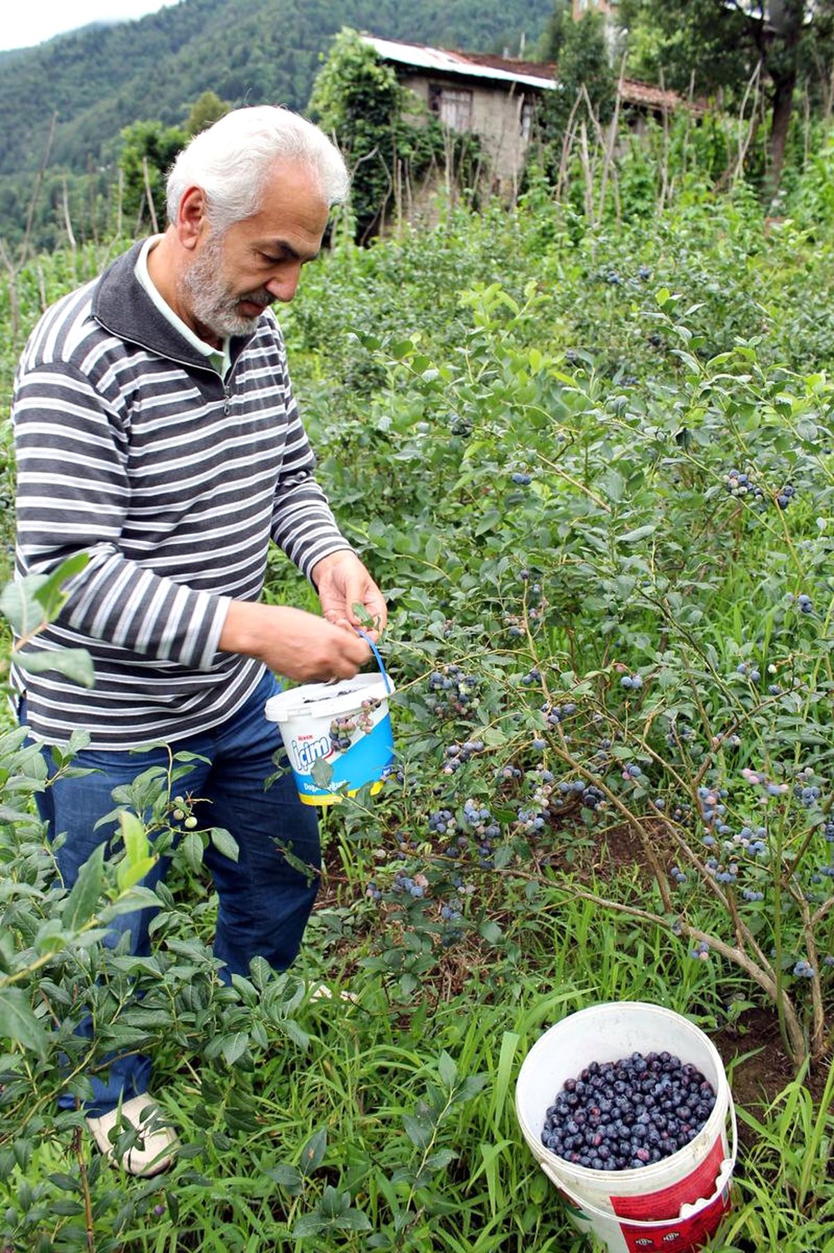 Rize\'de Maviyemiş Hasadına Başladı