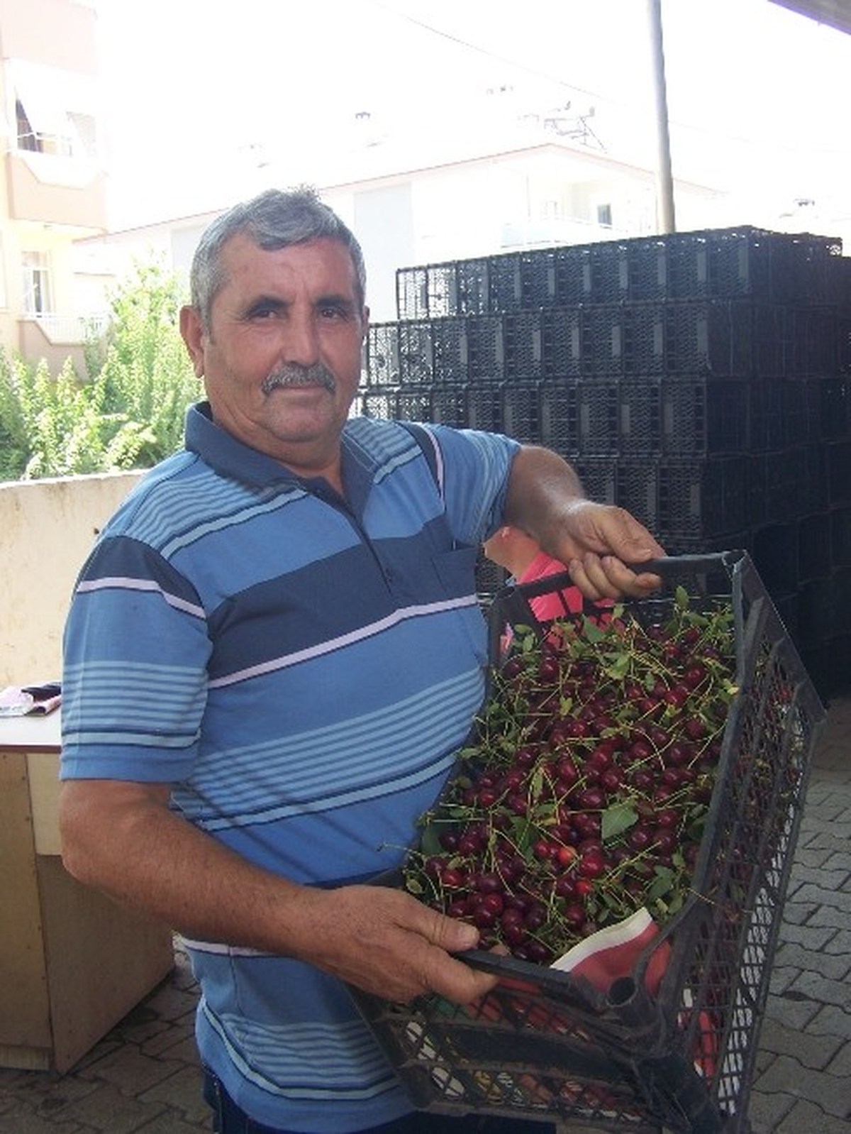 Vişnede Hayal Kırıklığı