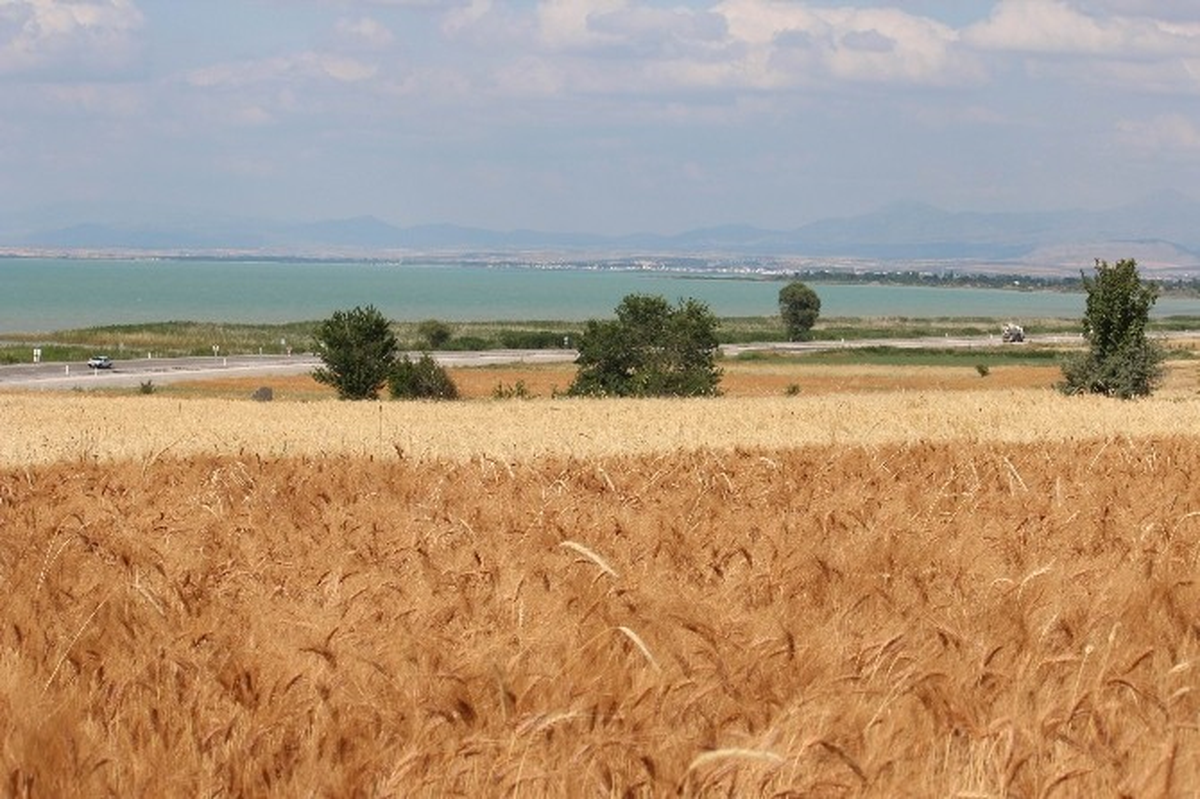Beyşehir\'de Son Yağışlar Üreticinin Yüzünü Güldürdü