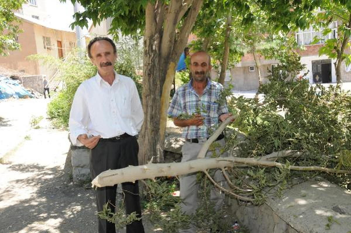 Hakkari\'de Habersiz Ağaç Kesimi Vatandaşı Kızdırdı