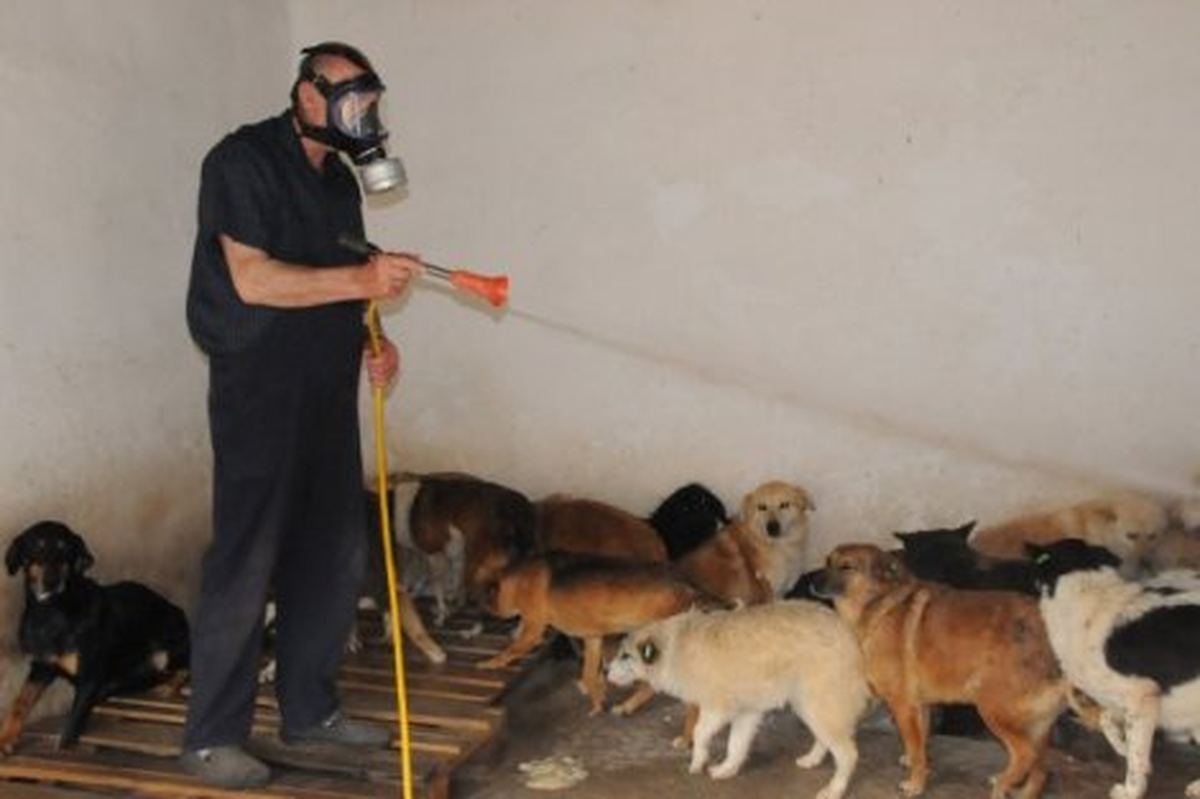 Kavak\'ta Kuduzla Mücadele Çalışmaları